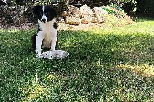 Suczka Border Collie.Badania genetyczne rodziców