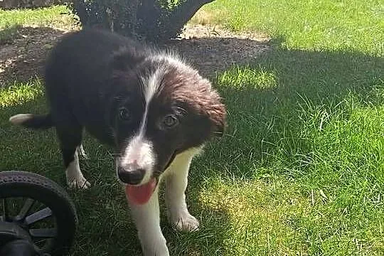 Suczka Border Collie.Badania genetyczne rodziców, Świętokrzyskie, Szczaworyż