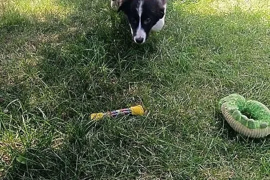Suczka Border Collie.Badania genetyczne rodziców, Świętokrzyskie, Szczaworyż