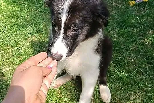 Suczka Border Collie.Badania genetyczne rodziców, Świętokrzyskie, Szczaworyż