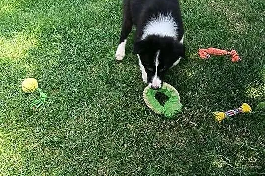 Suczka Border Collie.Badania genetyczne rodziców, Świętokrzyskie, Szczaworyż