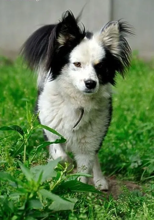 Iwcio łagodny, przyjacielski mix border collie szu