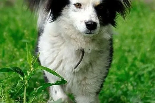 Iwcio łagodny, przyjacielski mix border collie szu