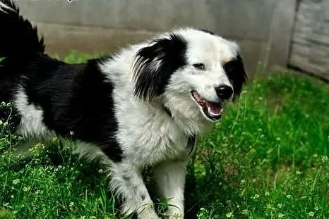 Iwcio łagodny, przyjacielski mix border collie szu