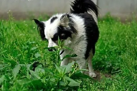 Iwcio łagodny, przyjacielski mix border collie szu