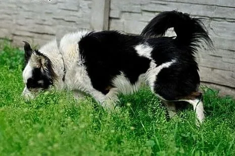 Iwcio łagodny, przyjacielski mix border collie szu