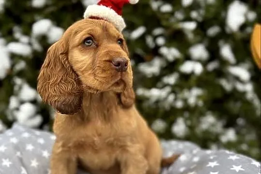 Wyjątkowy piesek Cocker Spaniel Angielski złoty z rodowodem