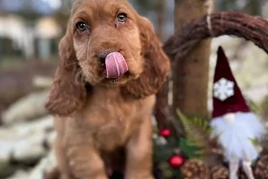Wyjątkowy piesek Cocker Spaniel Angielski złoty z rodowodem, Świętokrzyskie, Kielce