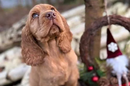 Wyjątkowy piesek Cocker Spaniel Angielski złoty z rodowodem, Świętokrzyskie, Kielce