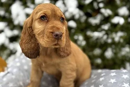 Wyjątkowy piesek Cocker Spaniel Angielski złoty z rodowodem, Świętokrzyskie, Kielce