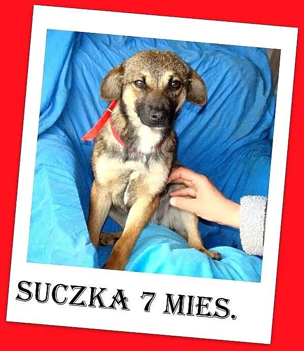 7 mies_ szczeniak, tulaśna, srednia sunia ŻUCZKA,ł