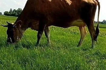 Krowa