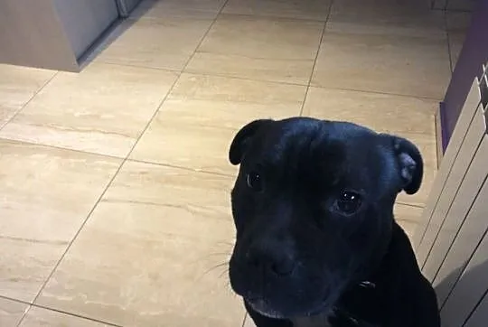 Reproduktor staffordshire bull terrier / Staffik krycie Częstochowa, Śląskie, Częstochowa