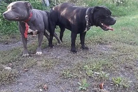 Reproduktor staffordshire bull terrier / Staffik krycie Częstochowa, Śląskie, Częstochowa