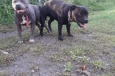 Reproduktor staffordshire bull terrier / Staffik krycie Częstochowa, Śląskie, Częstochowa