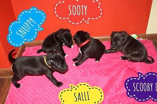 Reproduktor staffordshire bull terrier / Staffik krycie Częstochowa, Śląskie, Częstochowa