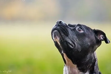 4 letnia łagodna amstaffka Dora czeka na dom,  Ams