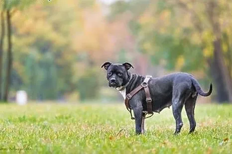 4 letnia łagodna amstaffka Dora czeka na dom,  Ams