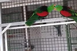 Papuga czerwonoskrzydła i Amadyny wspaniałe, Kłomnice