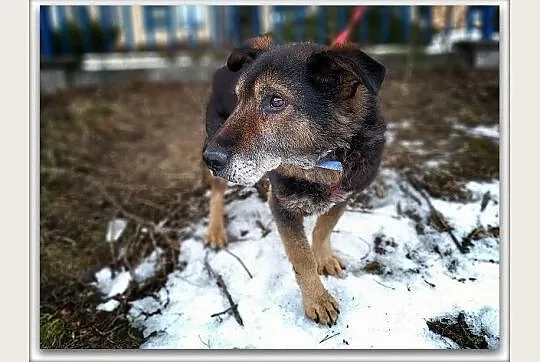 TOK,starszy,łagodny,poczciwy piesek błaga o dom.ADOPCJA, Małopolskie, Kraków