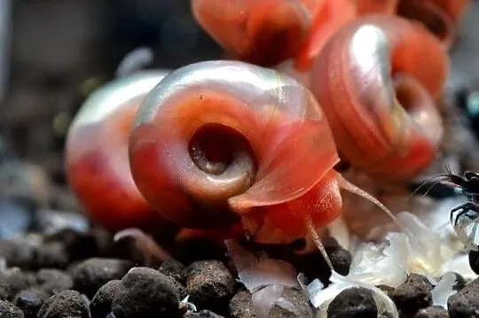 Ślimak na glony Planorbella sp. Pink dorosły osobnik 0,5-1cm, Warmińsko-mazurskie, Olsztyn