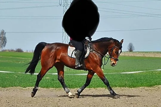 Kupię konia, , Swarożyn