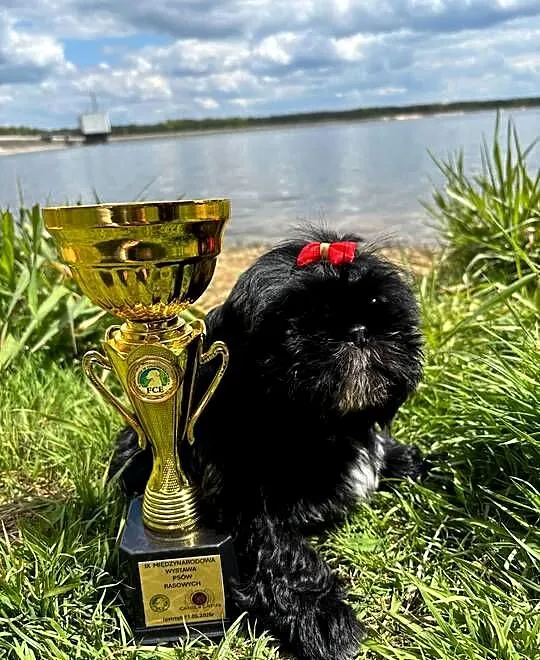 Shih-Tzu gotowy do odbioru, Opolskie, Strzelce Opolskie