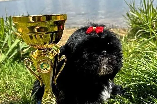 Shih-Tzu gotowy do odbioru, Opolskie, Strzelce Opolskie