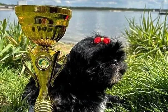 Shih-Tzu gotowy do odbioru, Opolskie, Strzelce Opolskie