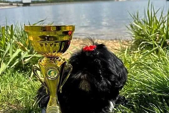 Shih-Tzu gotowy do odbioru, Opolskie, Strzelce Opolskie