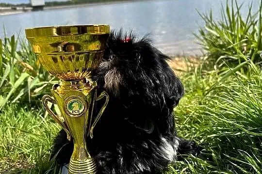 Shih-Tzu gotowy do odbioru, Opolskie, Strzelce Opolskie