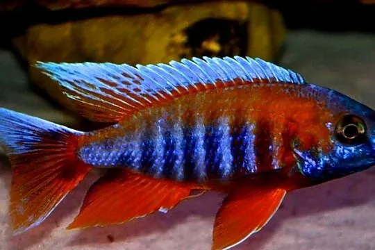 Aulonocara jacobfreibergi EUREKA - Pyszczak - WYSYŁAMY, Pomorskie, Gdańsk