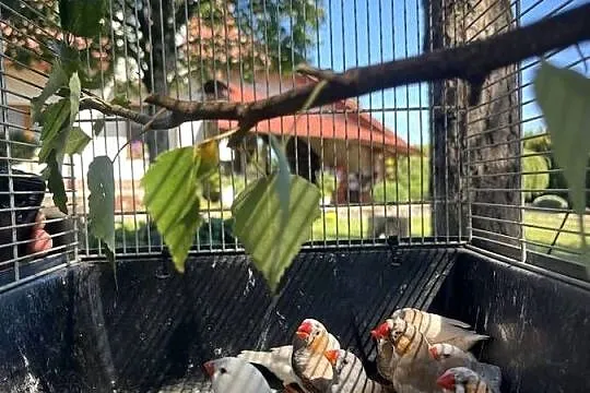 Sprzedam zeberki, Mazowieckie, Chomentów-Puszcz