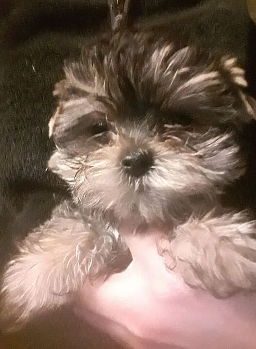 Yorkshire Terrier - śliczne słodkie mordki, Mazowieckie, Warszawa