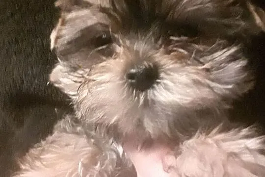 Yorkshire Terrier - śliczne słodkie mordki, Mazowieckie, Warszawa
