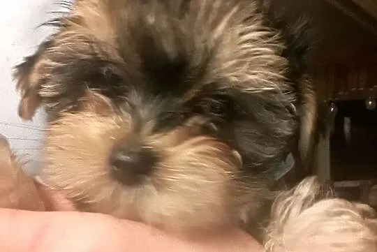 Yorkshire Terrier - śliczne słodkie mordki, Mazowieckie, Warszawa