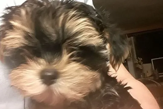 Yorkshire Terrier - śliczne słodkie mordki, Mazowieckie, Warszawa