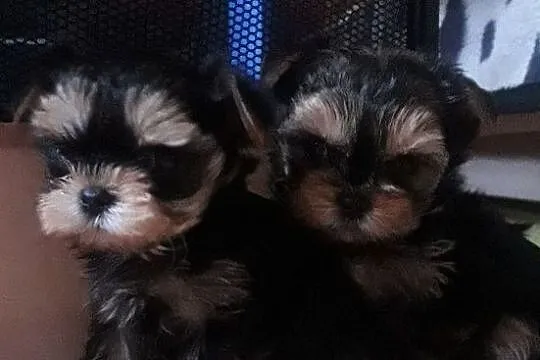 Yorkshire Terrier - śliczne słodkie mordki, Mazowieckie, Warszawa
