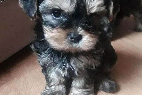 Yorkshire Terrier - śliczne słodkie mordki, Mazowieckie, Warszawa