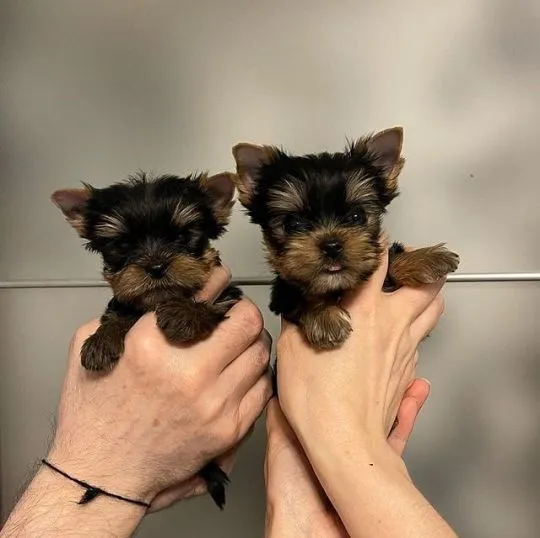 Psy i szczenięta Yorkshire Terrier dostępne do odbioru., Śląskie, Zabrze