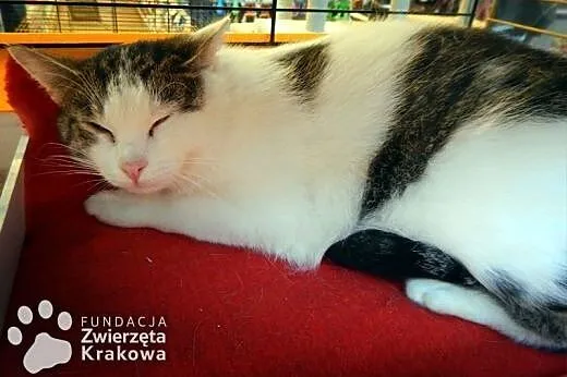 Uroczy Grześ,  małopolskie Kraków