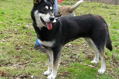 Esme - młodziutka sunia w typie husky szuka domu,  mazowieckie Warszawa