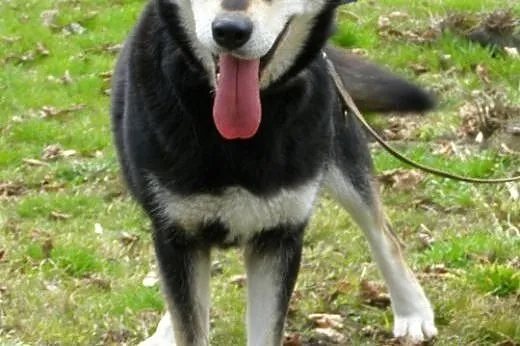 Esme - młodziutka sunia w typie husky szuka domu, 