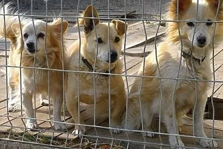 Maleńki Dyzio marznie - kto przytuli do serca jego