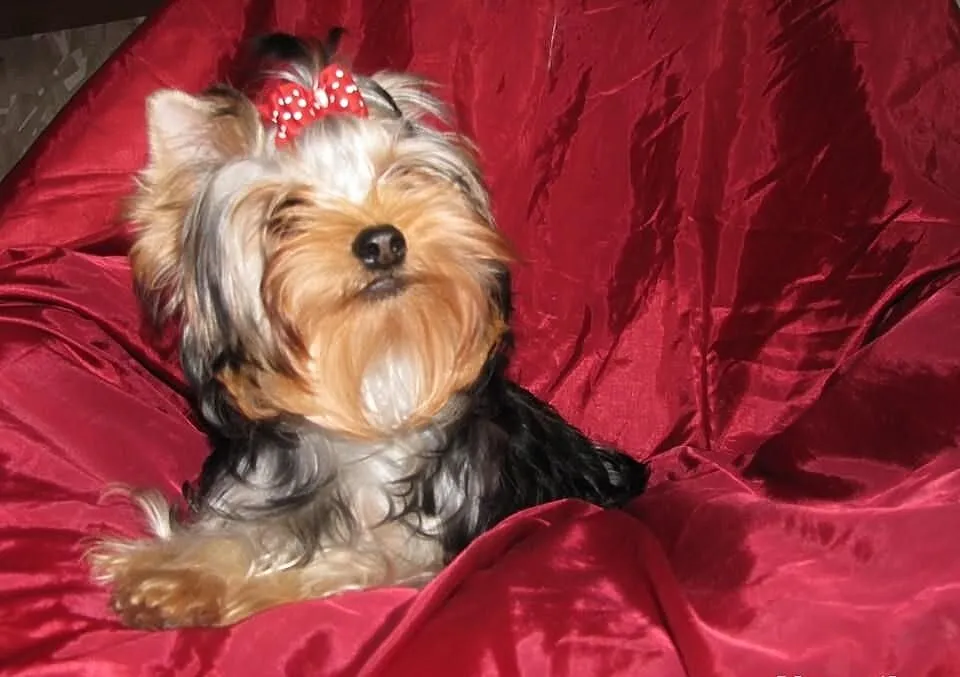 Yorkshire terrier, York, SŁODKA DZIEWCZYNKA z rod