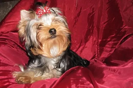 Yorkshire terrier, York, SŁODKA DZIEWCZYNKA z rod 