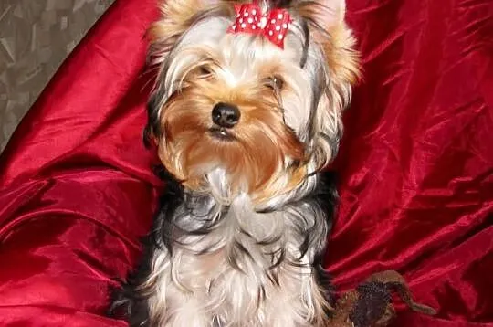 Yorkshire terrier, York, SŁODKA DZIEWCZYNKA z rod 