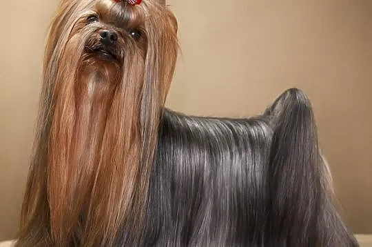 Yorkshire terrier, York, SŁODKA DZIEWCZYNKA z rod 