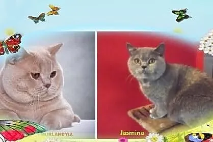 Zapowiedz miotu ,,O
