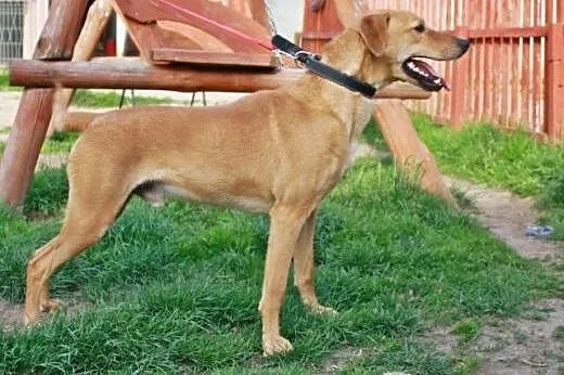 FILIP- aktywny wesołek szuka domu. Adopcja.,  śląs